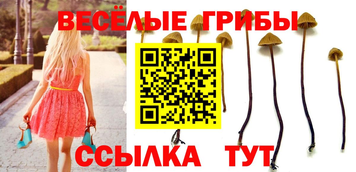 Псилоцибиновые грибы Psilocybe Ханты-Мансийск